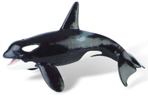 Picture of Balena Orca