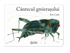 Picture of Cantecul greierasului - Eric Carle