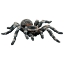 Poza cu Tarantula White Knee