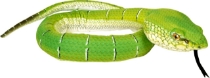 Poza cu Sarpe  PUFF ADDER - Jucarie Plus Wild Republic 137 cm